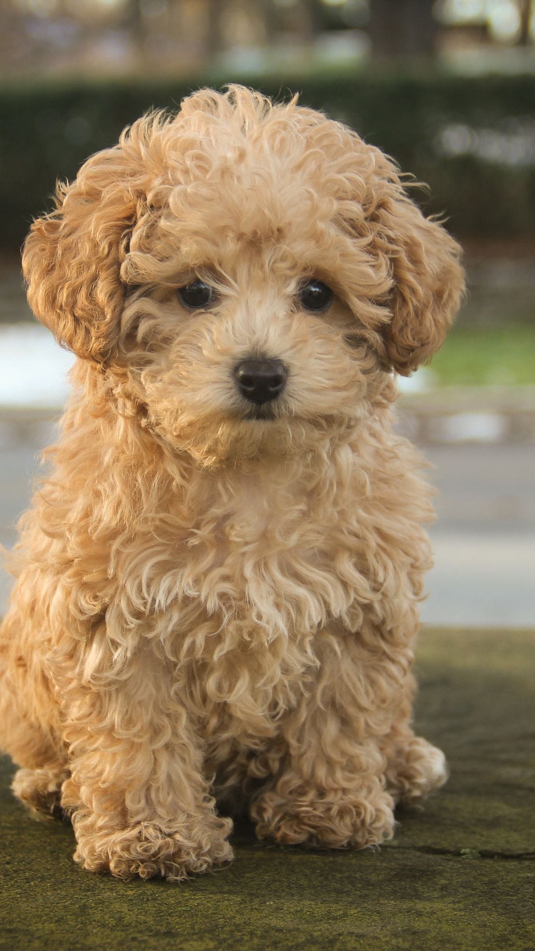 POODLE