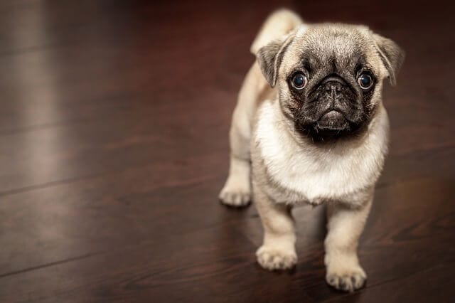 cute pug confused