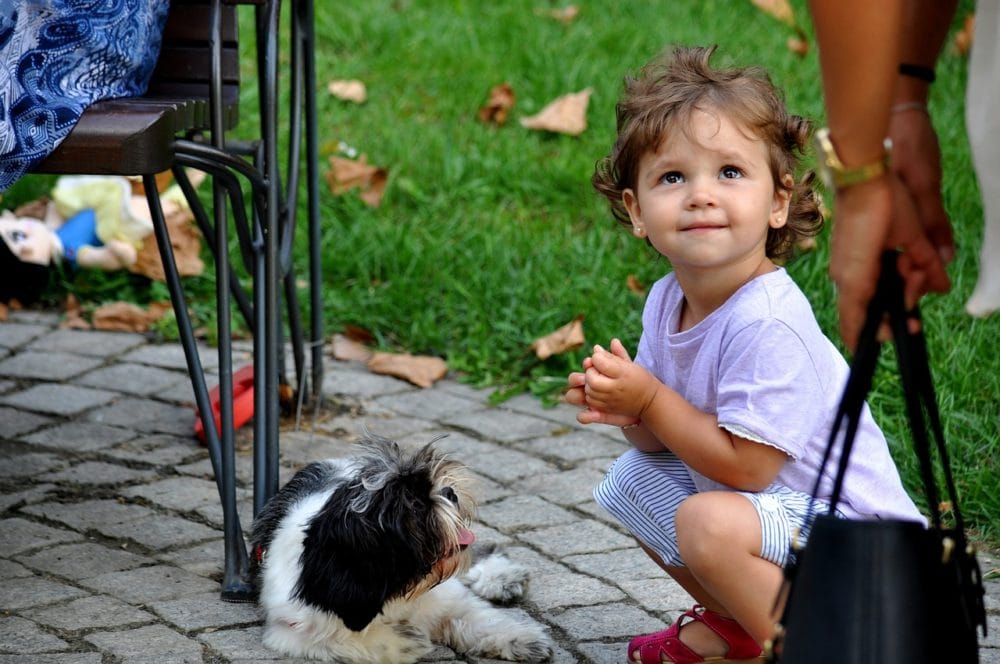 Introducing baby to dog