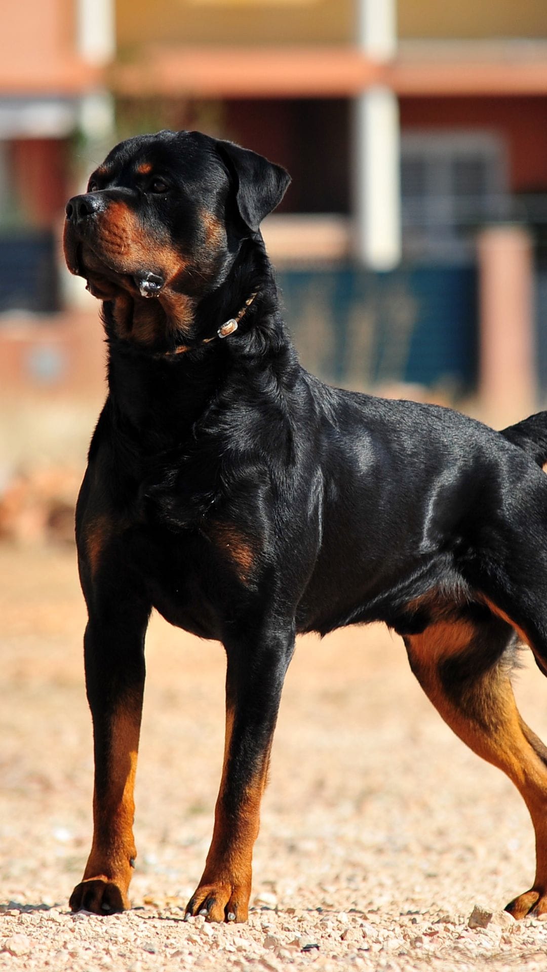 ROTTWEILER