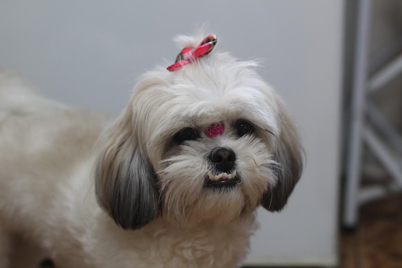 shih tzu dog price in india