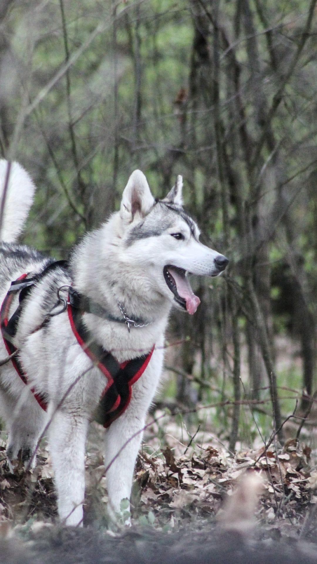 SIBERIAN HUSKY
