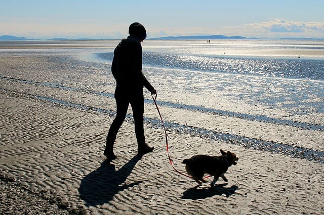 take dog for a walk