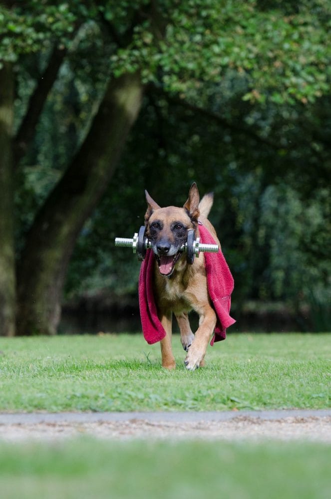 Teach your dog fetch