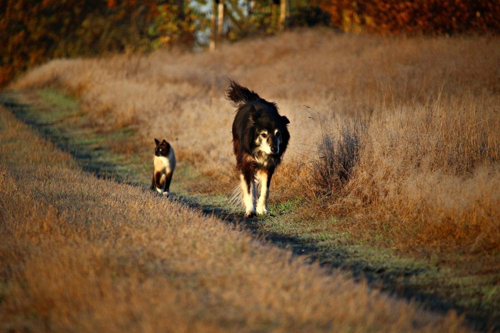 wallpaper of cats and dogs
