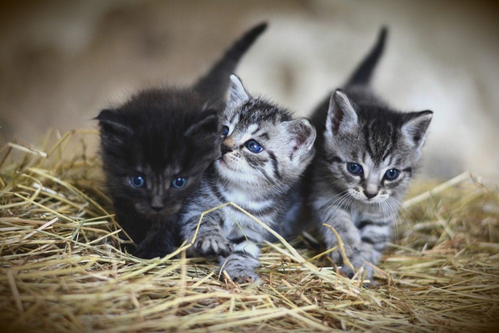 wallpaper of cats hd