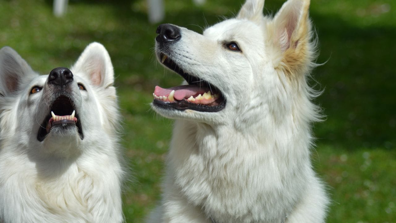 white german shepherd cost in India