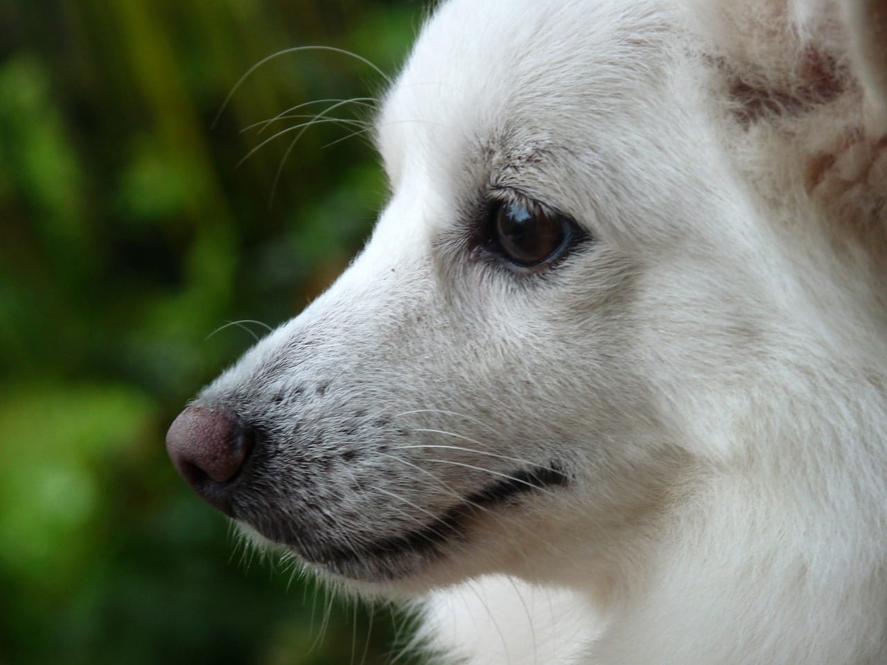 white pomeranian dog price in india