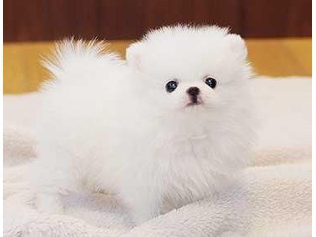white pomeranian