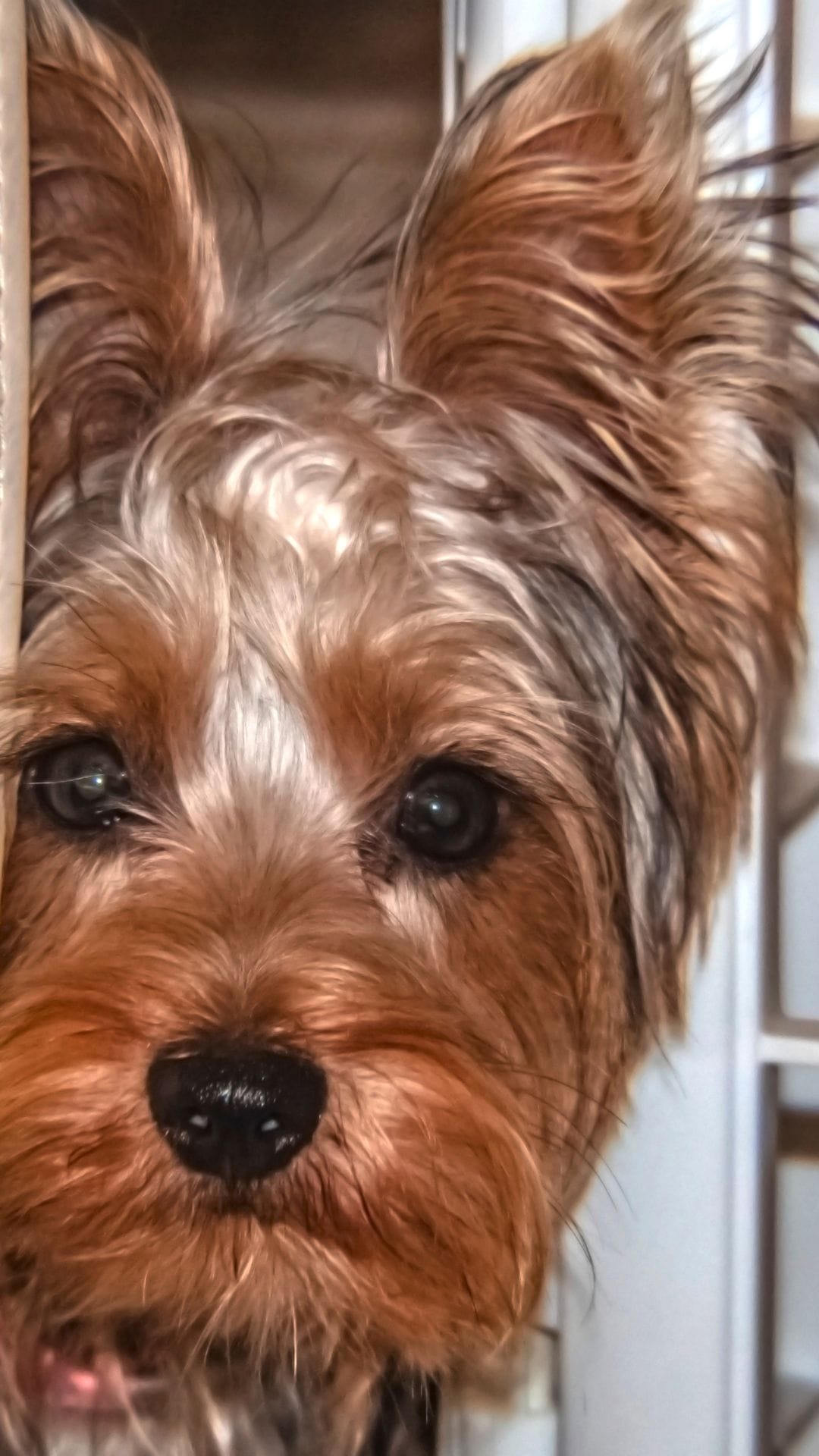 YORKSHIRE TERRIER