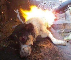 Yulin dog festival