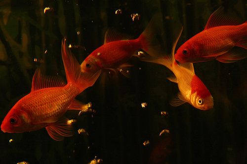 How to take care of goldfish at home