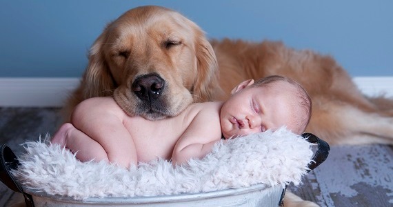 How to Introduce Your Baby to Your Dog