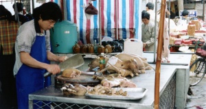 Dog killing in china