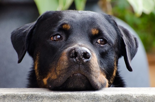 5 Reasons to love a Rottweiler