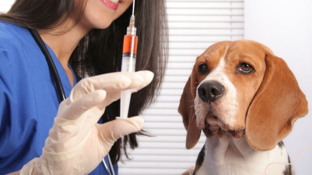 dog vaccination schedule india