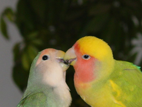 Did you know these facts about lovebirds?