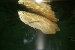 Arowana vastu fish
