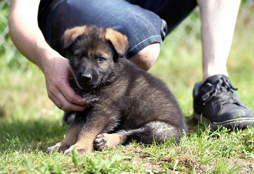 How to care for a German shepherd puppy