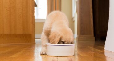 Best dog food for golden retriever puppy in India