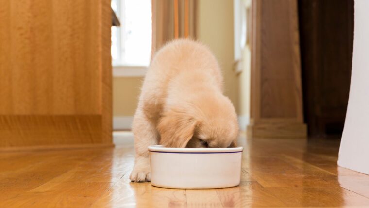 Best dog food for golden retriever puppy in India