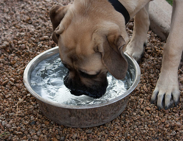 How to keep dog cool in summer?