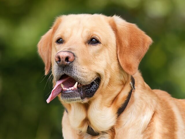 Which Is The Best Dog Food For Labrador In India