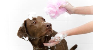 How to bathe a dog – Tips on making your dog love bath time