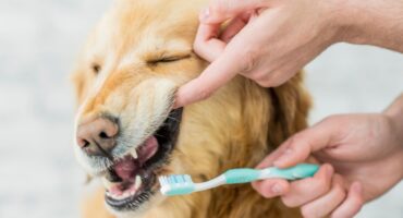 How to clean a dog’s teeth