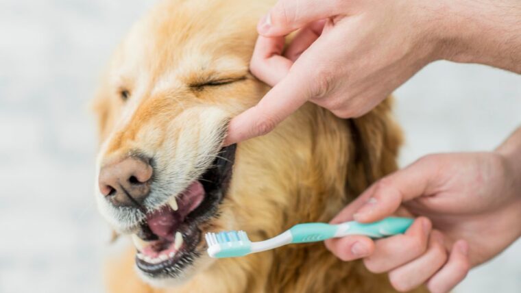 How to clean a dog’s teeth