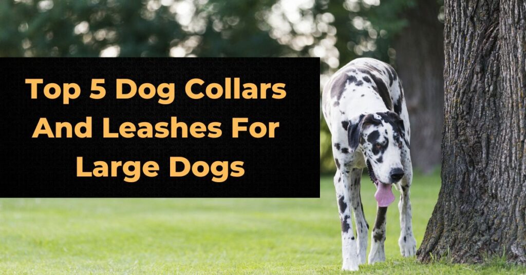 Top 5 Dog Collars And Leashes For Large Dogs