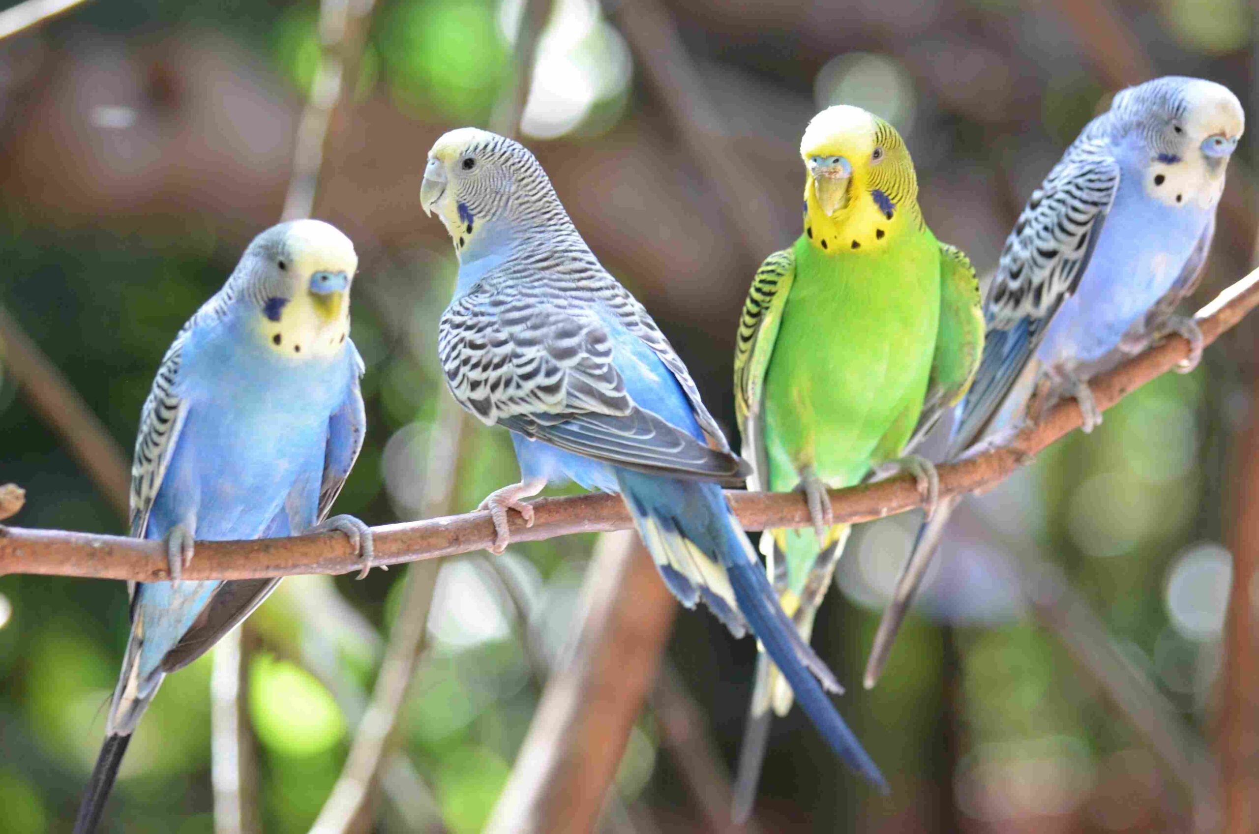 10 Reasons Budgies Are The Best Pet