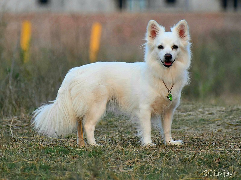 Everything You Need to Know About the Indian Spitz Puppy