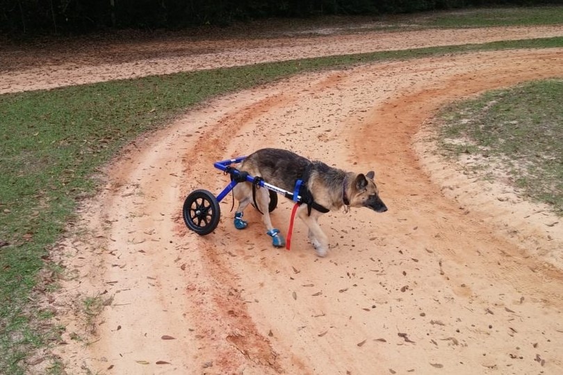 german-shepherd-with-wheelchair
