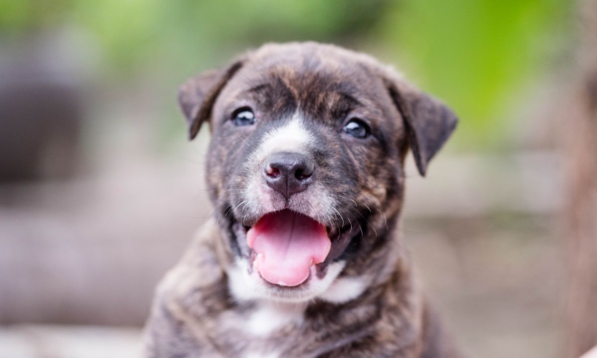 Pitbull Puppy Price In India - Top Cities -