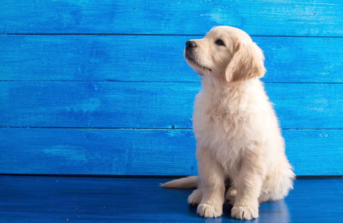 Golden Retriever Price In India And Major Cities