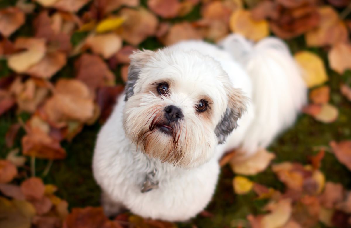 Lhasa Apso Price In India & Major Cities