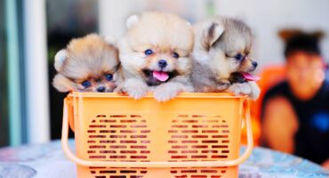 Some Of The Best Dog Food For Puppies