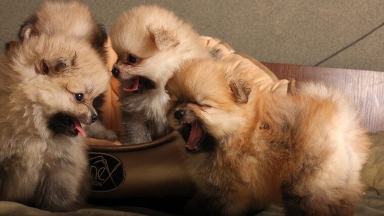 What Is The Pomeranian Dog Price In India?