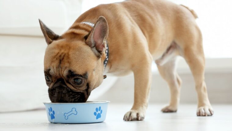 Benefits Of Home Made Dog Food