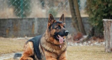 All About Alsatian Dog Price India, Health, Care & Training
