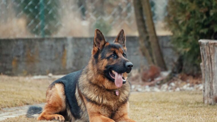 All About Alsatian Dog Price India, Health, Care & Training