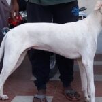 rajapalyam dog price in India