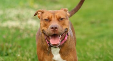 Pitbull Dog Price in India: Factors Affecting the Cost and Average Prices in Different Cities