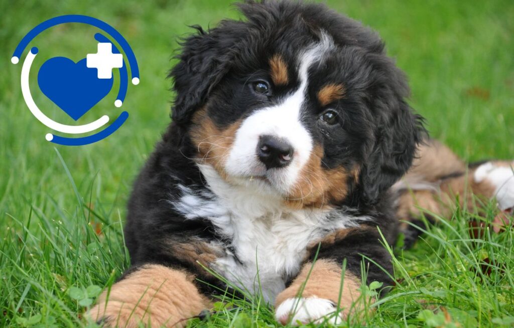 pet health insurance in India