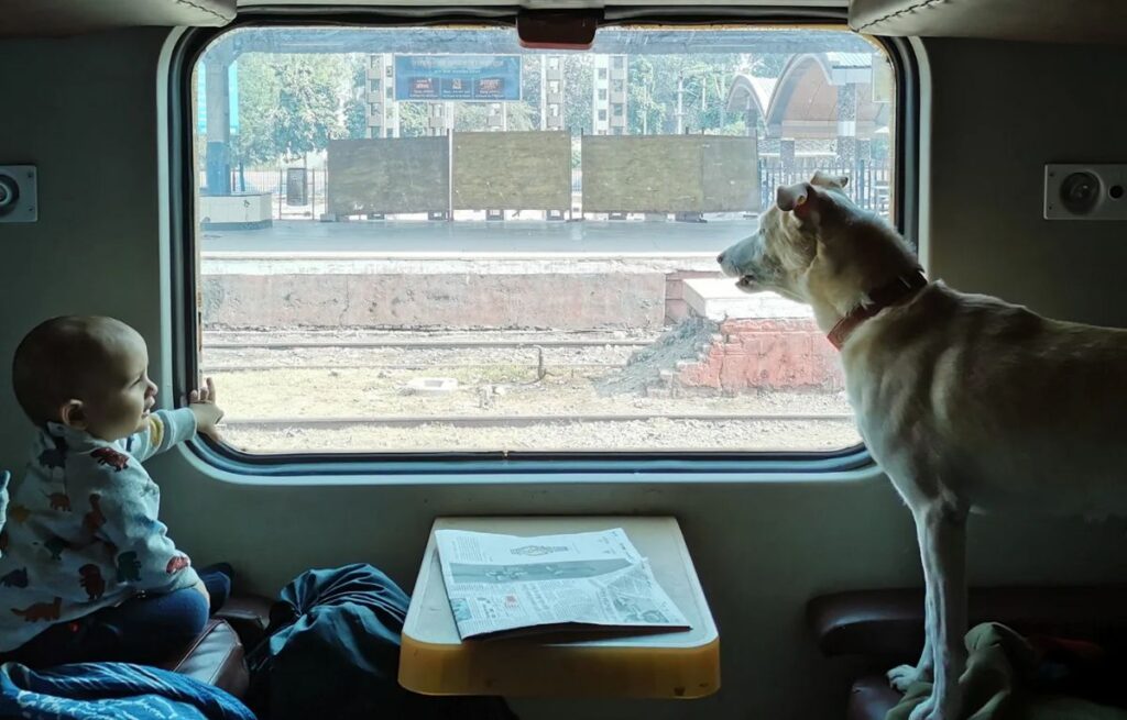 traveling with pets in India