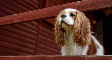 4 Factors For Cavalier King Charles Spaniel Price in India: Factors, Trends, and More