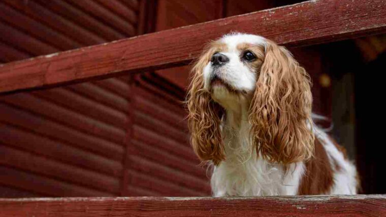 4 Factors For Cavalier King Charles Spaniel Price in India: Factors, Trends, and More