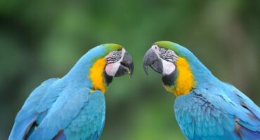 Do Parrots Understand What They Say? Exploring the Fascinating World of Avian Communication