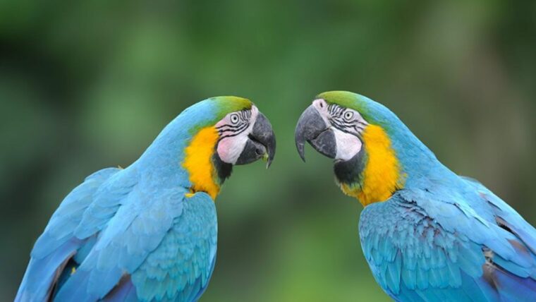 Do Parrots Understand What They Say? Exploring the Fascinating World of Avian Communication